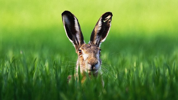 Hase_Rauschen_10Prozent.jpg
