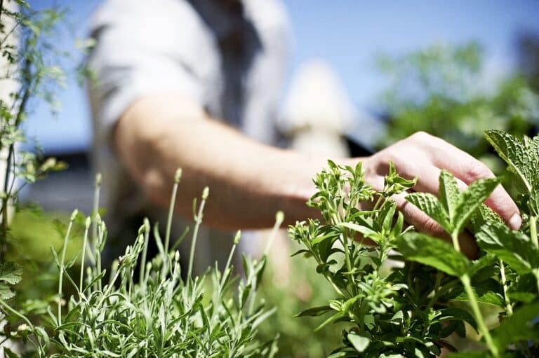 Kräuter werden gepflügt
